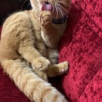 Scottish Fold, Kedi  Lokum fotoğrafı