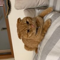 Scottish Fold, Kedi  Lokum fotoğrafı