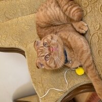 Scottish Fold, Kedi  Lokum fotoğrafı