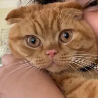 Scottish Fold, Kedi  Lokum fotoğrafı