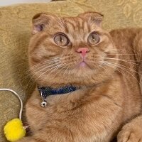 Scottish Fold, Kedi  Lokum fotoğrafı