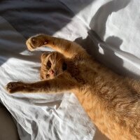 Scottish Fold, Kedi  Lokum fotoğrafı