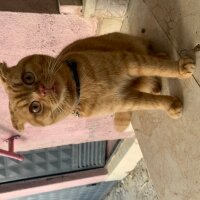 Scottish Fold, Kedi  Lokum fotoğrafı