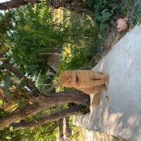 Scottish Fold, Kedi  Lokum fotoğrafı