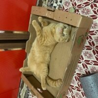 Scottish Fold, Kedi  Lokum fotoğrafı