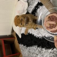 Scottish Fold, Kedi  Lokum fotoğrafı