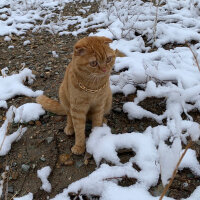 Scottish Fold, Kedi  Lokum fotoğrafı