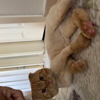 Scottish Fold, Kedi  Lokum fotoğrafı