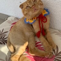 Scottish Fold, Kedi  Lokum fotoğrafı