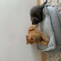 Scottish Fold, Kedi  Lokum fotoğrafı