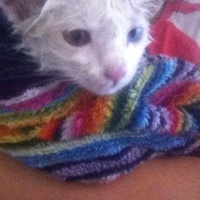 Ankara Kedisi, Kedi  beyaz fotoğrafı