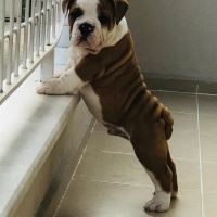 İngiliz Bulldog, Köpek  Pablo fotoğrafı