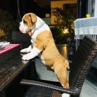 İngiliz Bulldog, Köpek  Pablo fotoğrafı