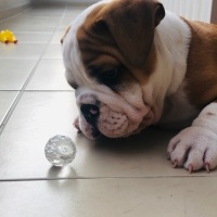 İngiliz Bulldog, Köpek  Pablo fotoğrafı