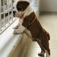 İngiliz Bulldog, Köpek  Pablo fotoğrafı