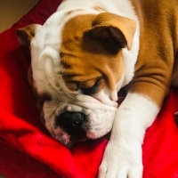 İngiliz Bulldog, Köpek  Pablo fotoğrafı