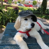 Golden Retriever, Köpek  Gofret fotoğrafı