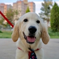 Golden Retriever, Köpek  Gofret fotoğrafı