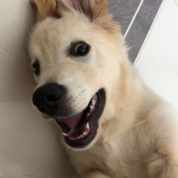 Golden Retriever, Köpek  Gofret fotoğrafı
