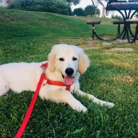 Golden Retriever, Köpek  Gofret fotoğrafı