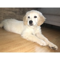 Golden Retriever, Köpek  Gofret fotoğrafı