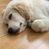 Golden Retriever, Köpek  Gofret fotoğrafı