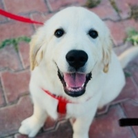 Golden Retriever, Köpek  Gofret fotoğrafı