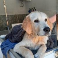 Golden Retriever, Köpek  Gofret fotoğrafı