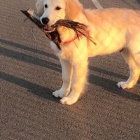Golden Retriever, Köpek  Gofret fotoğrafı