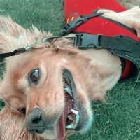 Amerikan Cocker Spaniel, Köpek  Buddy fotoğrafı