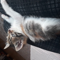 Tekir Kedi, Kedi  Pamuk fotoğrafı