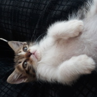 Tekir Kedi, Kedi  Pamuk fotoğrafı