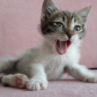 Tekir Kedi, Kedi  Pamuk fotoğrafı