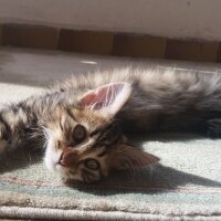 Norwegian Forest, Kedi  Tom fotoğrafı