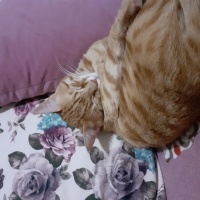 Sarman, Kedi  sarı bal fotoğrafı