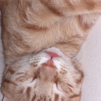 Sarman, Kedi  sarı bal fotoğrafı