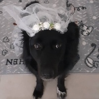 Border Collie, Köpek  Karam fotoğrafı