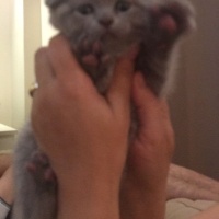 Scottish Fold, Kedi  Cuba fotoğrafı