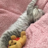 Scottish Fold, Kedi  Müezza fotoğrafı