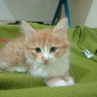 Bombay, Kedi  BAL fotoğrafı