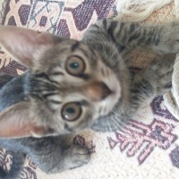 Tekir Kedi, Kedi  Sürmeli fotoğrafı