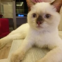 British Shorthair, Kedi  Şila fotoğrafı