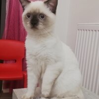 British Shorthair, Kedi  Şila fotoğrafı