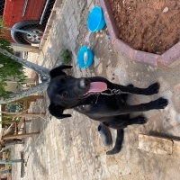 Labrador Retriever, Köpek  Max fotoğrafı