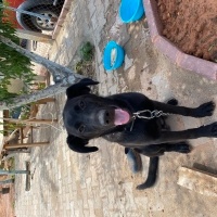 Labrador Retriever, Köpek  Max fotoğrafı