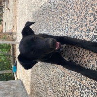 Labrador Retriever, Köpek  Max fotoğrafı