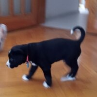 Border Collie, Köpek  ÇİKO fotoğrafı