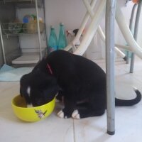 Border Collie, Köpek  ÇİKO fotoğrafı