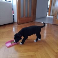 Border Collie, Köpek  ÇİKO fotoğrafı