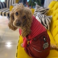 İngiliz Cocker Spaniel, Köpek  Lülü fotoğrafı